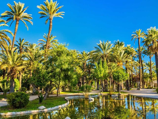 Ontdek het palmenpark in Elche...