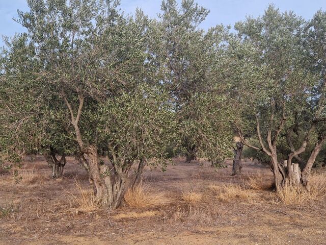 Olijfbomen en olijven