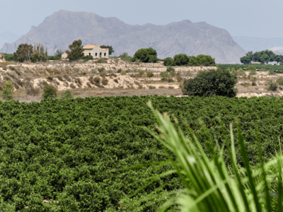 Algorfa - La Finca